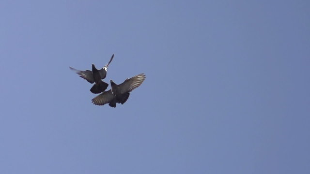 Pigeon Pair