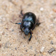 Macro shot of a common dung beetle walking in the sand