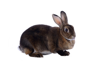 Adorable rabbit isolated on a white background
