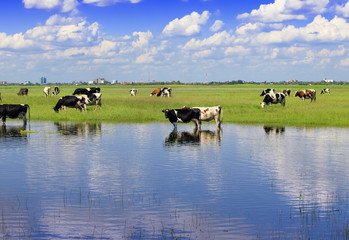 cows on watering place