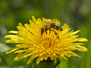 Bee is working for honey.