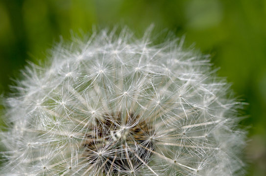 Grey dandelion with seeds.