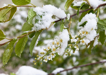Snow and cold snap on flowering bird cherry