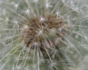 Inside a dandelion