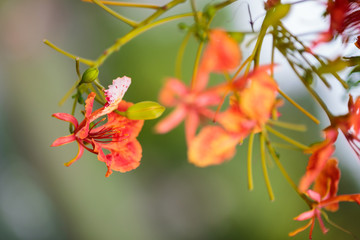like orchid, little orange flower on green garden background