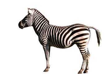 Ein Zebra, seitlich, aufrecht stehend und freigestellt.