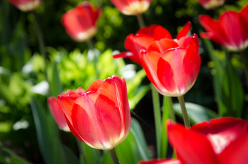 Тюльпаны