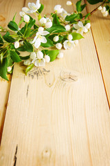 Branch of apple tree with blooming flowers on the wooden board