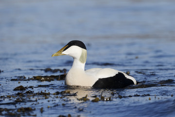 Eider duck, Somateria mollissima