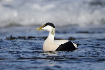 Eider duck, Somateria mollissima