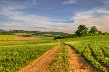 Way in the fields