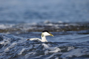 Eider duck, Somateria mollissima