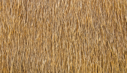 Dry straw. Background or Texture