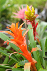 Bromeliad flowers in the garden