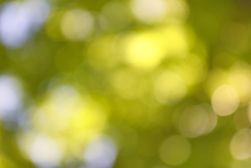 beautiful abstract background image of green vegetable closeup