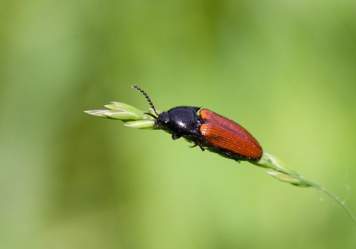 Little bug on grass