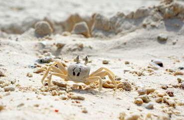 Close Up of a Ghost Crab on White Sand Beach