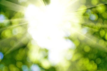 abstract image of a green plant background