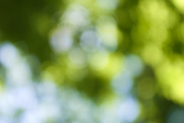 beautiful abstract background image of green vegetable closeup © cooperr