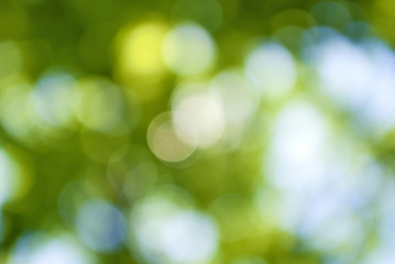 abstract image of a green plant background closeup
