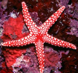 Beautiful red and White Starfish - 65319937