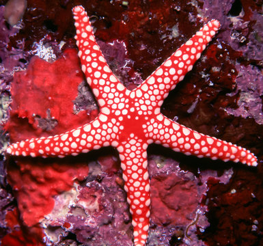 Beautiful red and White Starfish