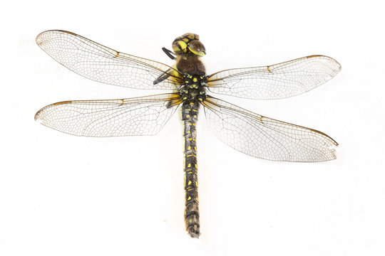 dragonfly macro shot on white background