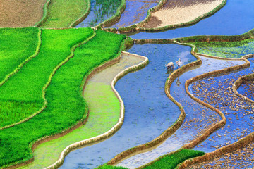 terraced rice field