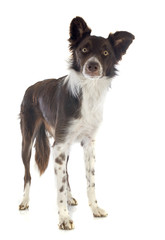 border collie