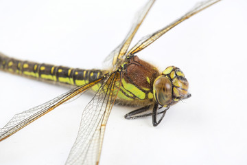 close up of stripey green dragonfly on white background