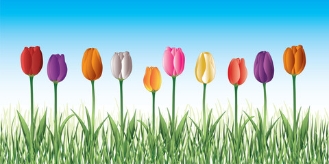 Tulips In Grass