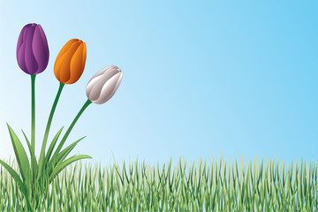 Tulips In Grass Design