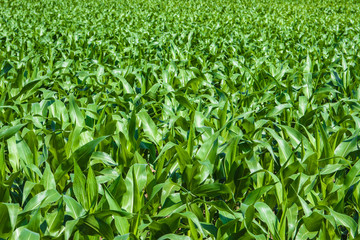 Green cornfield under the sun