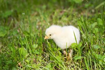 chicken runs on a green lawn