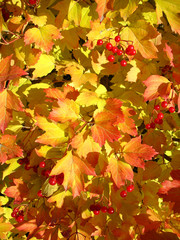 Colors of autumn. Yellow and red leaves of viburnum