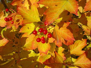 Viburnum bunch against yellow leaves. Autumn