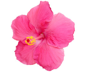 Pink Hibiscus