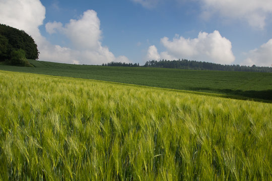 Landschaft mit grünem Gerstenfeld