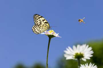 Gänseblümchen