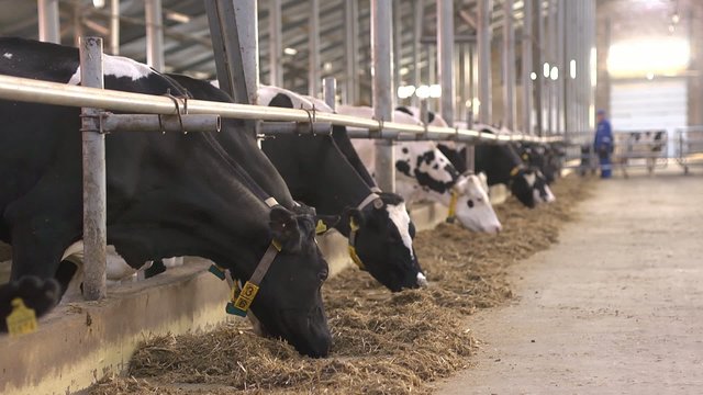 Cow farm