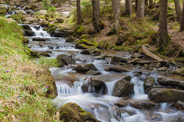 forest stream