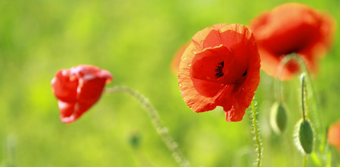 Close up of poppies