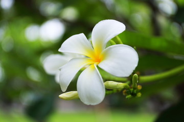 plumeria