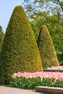 Coned Shaped Hedges And Gardens