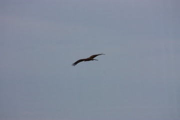 Adler im Flug