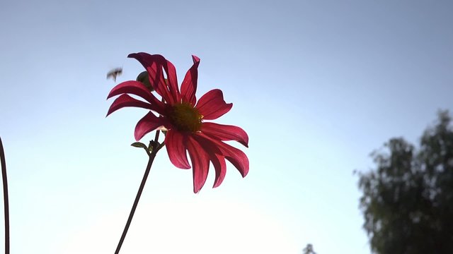 Summer flowers in bloom