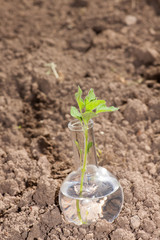 flask with clear water and plant on dry soil