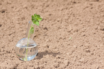 flask with clear water and plant on dry soil
