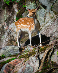 Young Fallow Deer Fawn Standing on Rocks