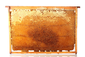 yellow beautiful honeycomb frame with honey, isolated on white